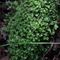 Unverified Lichen, Moss or other Bryophyte at Yackandandah, VIC - 19 Jun 2022 by KylieWaldon