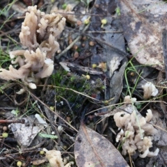 Unidentified Coralloid fungus, markedly branched at Yackandandah, VIC - 19 Jun 2022 by KylieWaldon