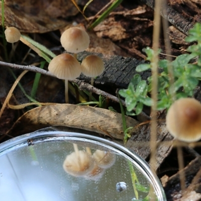 Unidentified Cap on a stem; gills below cap [mushrooms or mushroom-like] at Yackandandah, VIC - 19 Jun 2022 by KylieWaldon