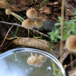 Mycena sp. (genus) at Yackandandah, VIC - 19 Jun 2022 11:15 AM