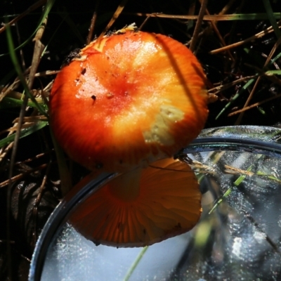 Unidentified Cap on a stem; gills below cap [mushrooms or mushroom-like] at Yackandandah, VIC - 19 Jun 2022 by KylieWaldon