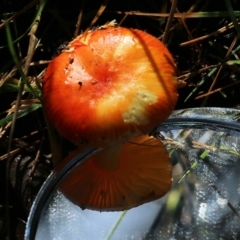 Unidentified Cap on a stem; gills below cap [mushrooms or mushroom-like] (TBC) at Yackandandah, VIC - 19 Jun 2022 by KylieWaldon