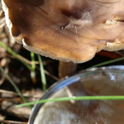 Unidentified Cap on a stem; gills below cap [mushrooms or mushroom-like] at Yackandandah, VIC - 19 Jun 2022 by KylieWaldon