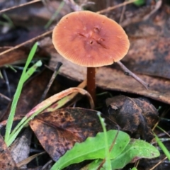 Unidentified Cap on a stem; gills below cap [mushrooms or mushroom-like] at Yackandandah, VIC - 19 Jun 2022 by KylieWaldon