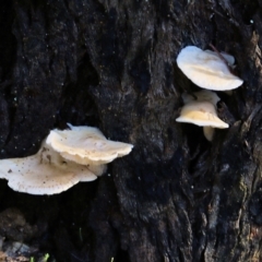 Crepidotus sp. at Yackandandah, VIC - 19 Jun 2022 by KylieWaldon