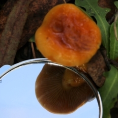 Unidentified Cap on a stem; gills below cap [mushrooms or mushroom-like] at Yackandandah, VIC - 19 Jun 2022 by KylieWaldon