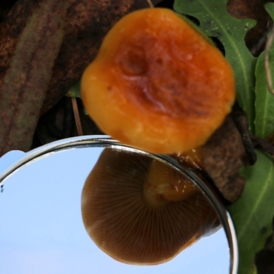 Unidentified Cap on a stem; gills below cap [mushrooms or mushroom-like] at Yackandandah, VIC - 19 Jun 2022 by KylieWaldon