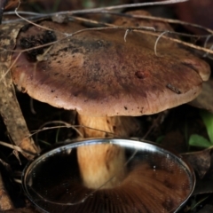 Unidentified Cap on a stem; gills below cap [mushrooms or mushroom-like] at Yackandandah, VIC - 19 Jun 2022 by KylieWaldon