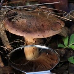 Cortinarius sp. at Yackandandah, VIC - 19 Jun 2022