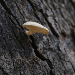 Unidentified Other cap, gills below, no stem at Yackandandah, VIC - 19 Jun 2022 by KylieWaldon