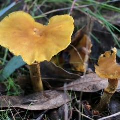 Unidentified Cap on a stem; gills below cap [mushrooms or mushroom-like] (TBC) at Yackandandah, VIC - 19 Jun 2022 by KylieWaldon