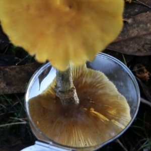 Armillaria sp. at Yackandandah, VIC - 19 Jun 2022