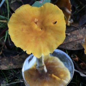 Armillaria sp. at Yackandandah, VIC - 19 Jun 2022