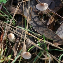 Mycena sp. (Mycena) at Yackandandah, VIC - 19 Jun 2022 by KylieWaldon