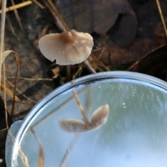 Mycena sp. at Yackandandah, VIC - 19 Jun 2022 11:24 AM