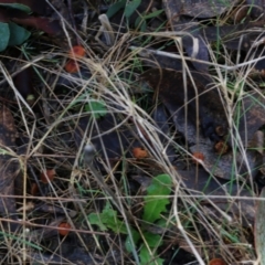 Laccaria sp. (Laccaria) at Yackandandah, VIC - 19 Jun 2022 by KylieWaldon