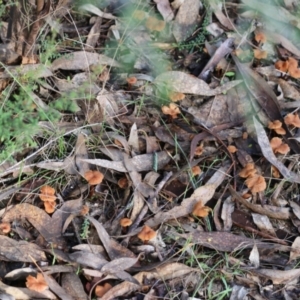 Laccaria sp. at Yackandandah, VIC - 19 Jun 2022