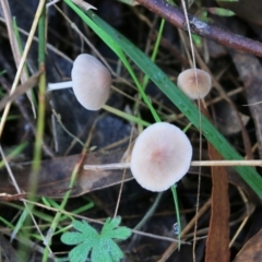 Unidentified Cap on a stem; gills below cap [mushrooms or mushroom-like] (TBC) at suppressed - 19 Jun 2022 by KylieWaldon