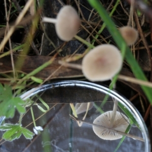 Mycena sp. at Yackandandah, VIC - 19 Jun 2022 11:27 AM