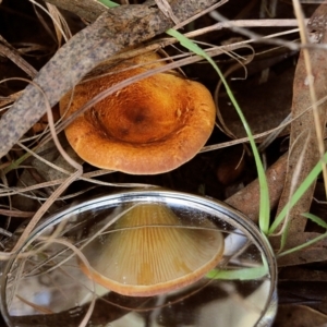 Austropaxillus sp. at Yackandandah, VIC - 19 Jun 2022 11:27 AM