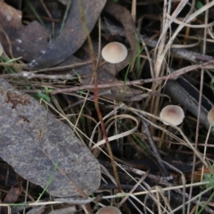 Unidentified Cap on a stem; gills below cap [mushrooms or mushroom-like] at Yackandandah, VIC - 19 Jun 2022 by KylieWaldon