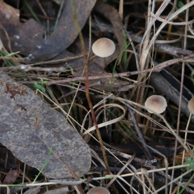 Mycena sp. (genus) (Mycena) at Yackandandah, VIC - 19 Jun 2022 by KylieWaldon