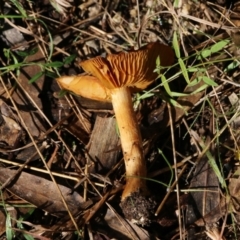 Unidentified Cap on a stem; gills below cap [mushrooms or mushroom-like] at Yackandandah, VIC - 19 Jun 2022 by KylieWaldon