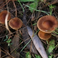 Unidentified Cap on a stem; gills below cap [mushrooms or mushroom-like] at Yackandandah, VIC - 19 Jun 2022 by KylieWaldon