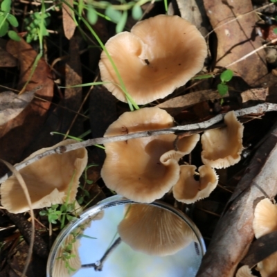 Unidentified Cap on a stem; gills below cap [mushrooms or mushroom-like] at Yackandandah, VIC - 19 Jun 2022 by KylieWaldon