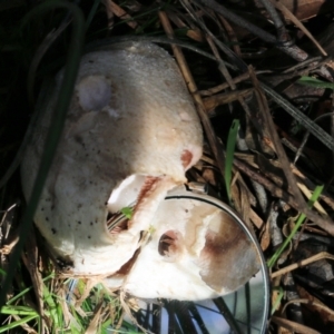 Unidentified Cap on a stem; gills below cap [mushrooms or mushroom-like] (TBC) at suppressed by KylieWaldon