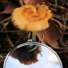 Unidentified Cap on a stem; gills below cap [mushrooms or mushroom-like] at Yackandandah, VIC - 19 Jun 2022 by KylieWaldon