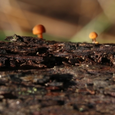 Unidentified Cap on a stem; gills below cap [mushrooms or mushroom-like] at Yackandandah, VIC - 19 Jun 2022 by KylieWaldon