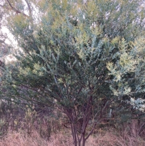 Acacia cultriformis at Watson, ACT - 19 Jun 2022