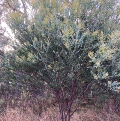 Acacia cultriformis (Knife Leaf Wattle) at Mount Majura - 19 Jun 2022 by waltraud