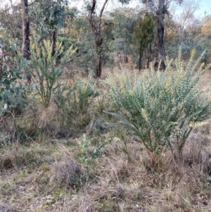 Acacia cultriformis at Watson, ACT - 19 Jun 2022