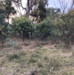 Acacia cultriformis at Watson, ACT - 19 Jun 2022 03:44 PM