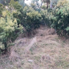 Acacia boormanii at Watson, ACT - 19 Jun 2022