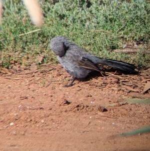 Struthidea cinerea at Carrathool, NSW - 18 Jun 2022 01:20 PM