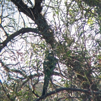 Barnardius zonarius (Australian Ringneck) at Carrathool, NSW - 18 Jun 2022 by Darcy