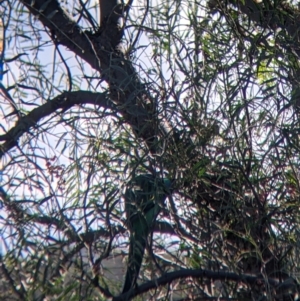 Barnardius zonarius at Carrathool, NSW - 18 Jun 2022 01:31 PM