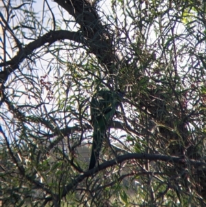 Barnardius zonarius at Carrathool, NSW - 18 Jun 2022 01:31 PM