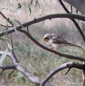 Manorina flavigula at Carrathool, NSW - 19 Jun 2022