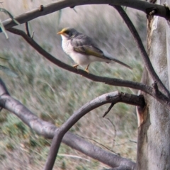 Manorina flavigula at Carrathool, NSW - 19 Jun 2022 11:14 AM