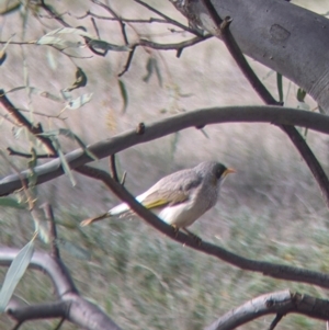 Manorina flavigula at Carrathool, NSW - 19 Jun 2022