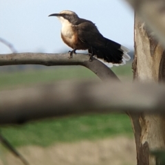 Pomatostomus temporalis temporalis (Grey-crowned Babbler) at Carrathool, NSW - 19 Jun 2022 by Darcy