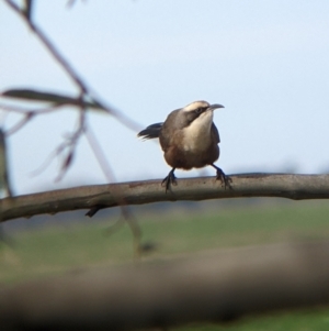 Pomatostomus temporalis at Carrathool, NSW - 19 Jun 2022