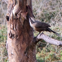 Pomatostomus temporalis at Carrathool, NSW - 19 Jun 2022