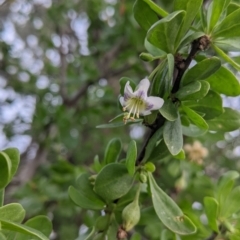 Lycium ferocissimum (African Boxthorn) at Warburn, NSW - 19 Jun 2022 by Darcy