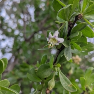 Lycium ferocissimum at Warburn, NSW - 19 Jun 2022