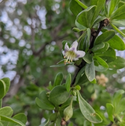 Lycium ferocissimum (African Boxthorn) at Warburn, NSW - 19 Jun 2022 by Darcy